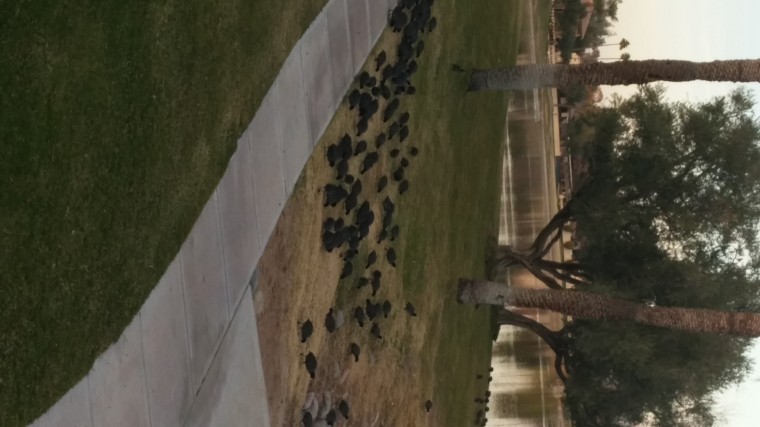 Black ducks? Black geese? That congregate around the water.