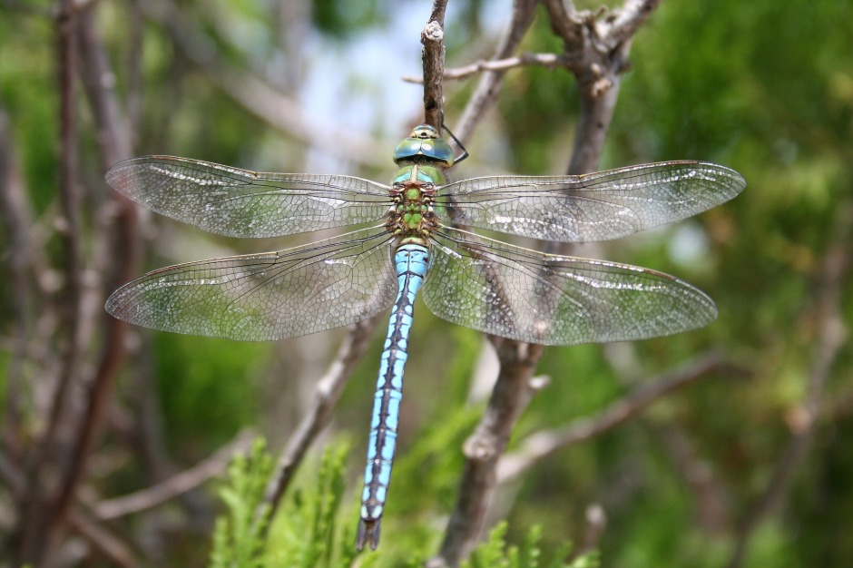 dragonfly Image by Reto Gerber from Pixabay